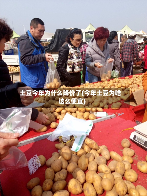 土豆今年为什么降价了(今年土豆为啥这么便宜)