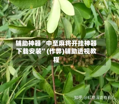辅助神器“中至麻将开挂神器下载安装”(作弊)辅助透视教程-第2张图片