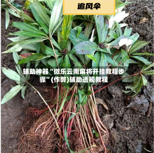 辅助神器“微乐云南麻将开挂教程步骤”(作弊)辅助透视教程